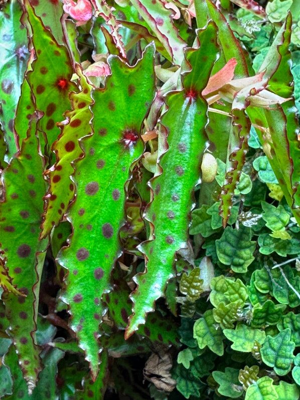 Begonia amphioxus, Bégoniacées, plante d'intérieur, terrarium, Paris 19e (75)