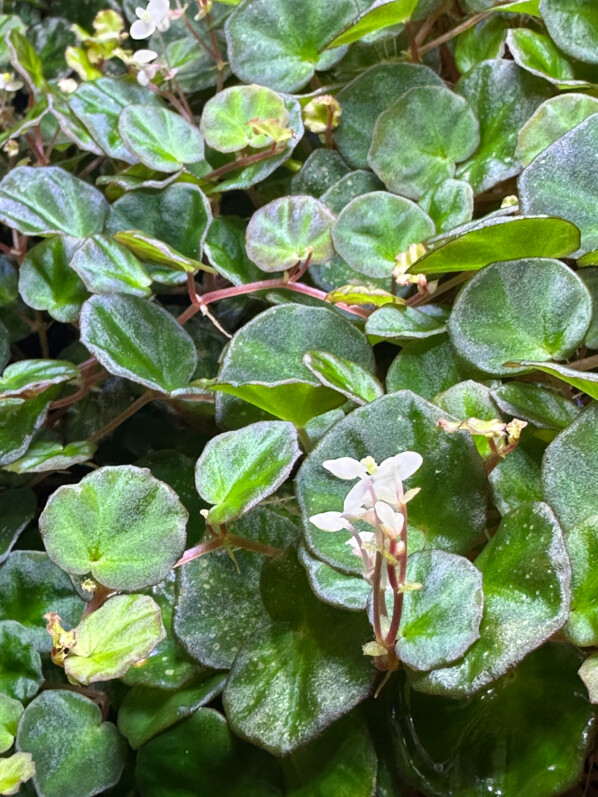 Begonia lichenora, Bégoniacées, plante d'intérieur, terrarium, Paris 19e (75)