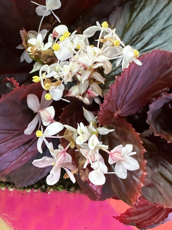 Begonia sp. Black Metallic, Bégoniacées, plante d'intérieur, terrarium, Paris 19e (75)