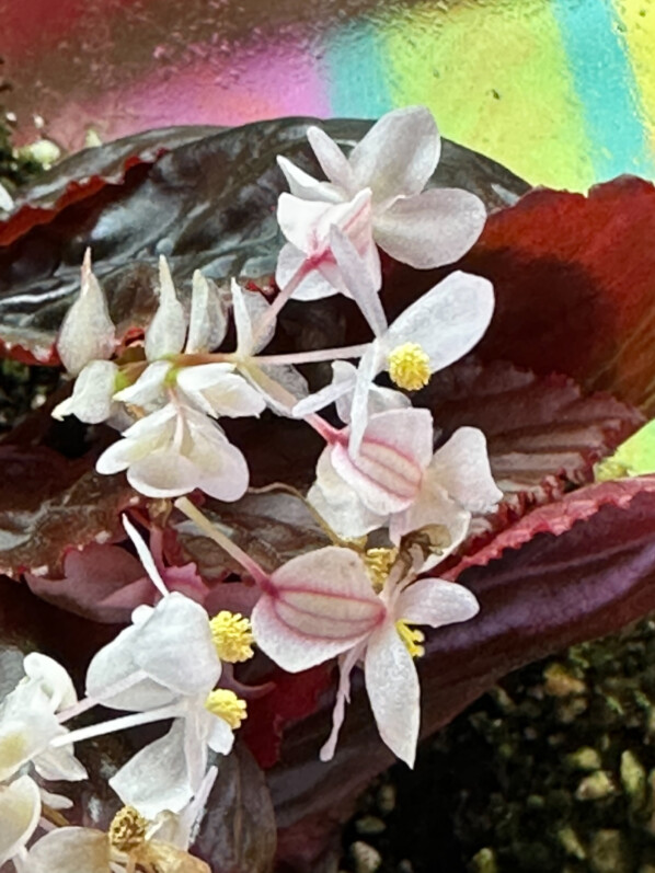 Begonia sp. Black Metallic, Bégoniacées, plante d'intérieur, terrarium, Paris 19e (75)