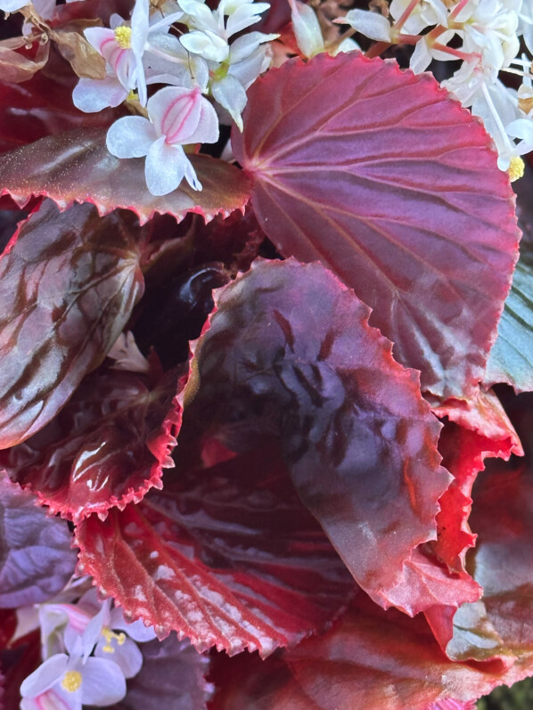 Begonia sp. Black Metallic, Bégoniacées, plante d'intérieur, terrarium, Paris 19e (75)