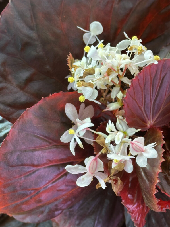 Begonia sp. Black Metallic, Bégoniacées, plante d'intérieur, terrarium, Paris 19e (75)