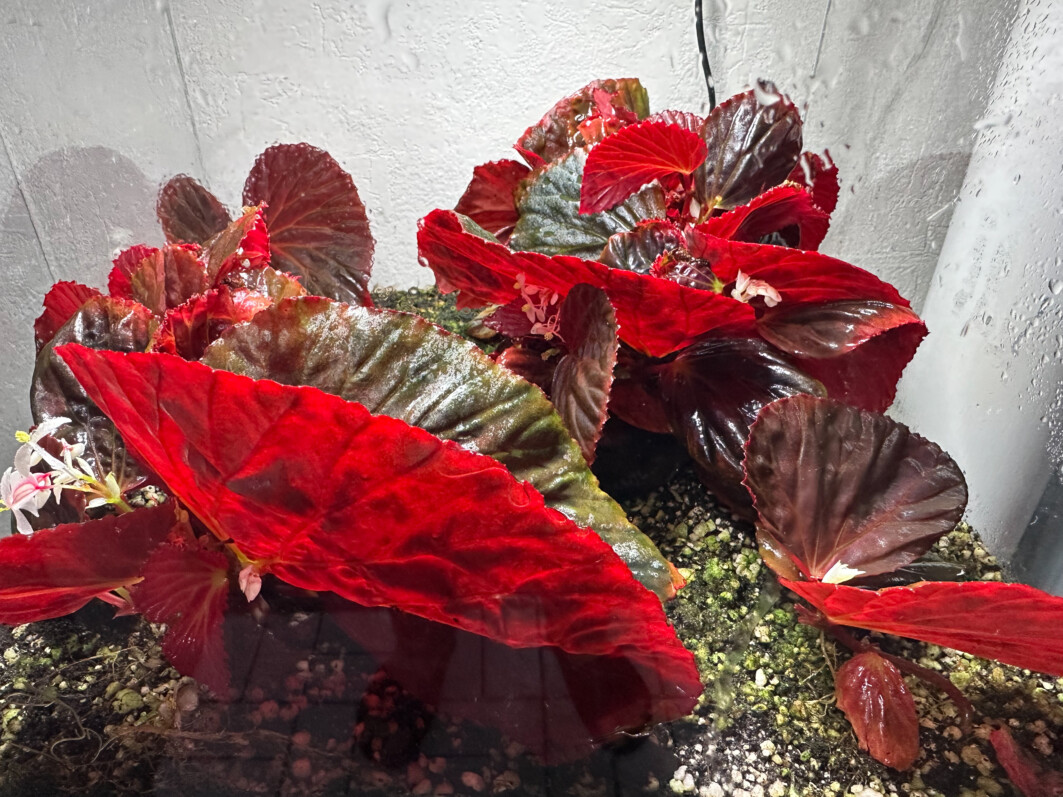 Begonia sp. Black Metallic, Bégoniacées, plante d'intérieur, terrarium, Paris 19e (75)