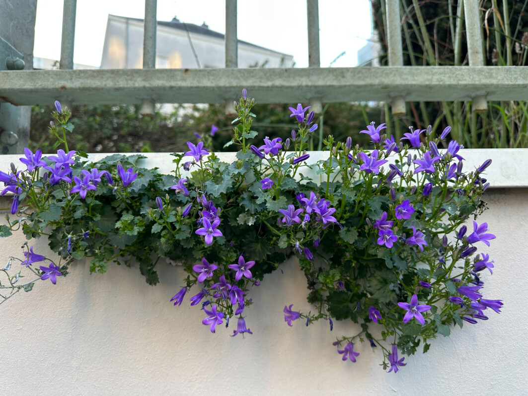 Campanule des murailles fleurie en hiver, Paris 19e (75)