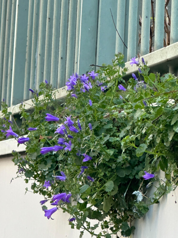 Lire la suite à propos de l’article Campanule des murailles parisienne bien fleurie même en plein hiver