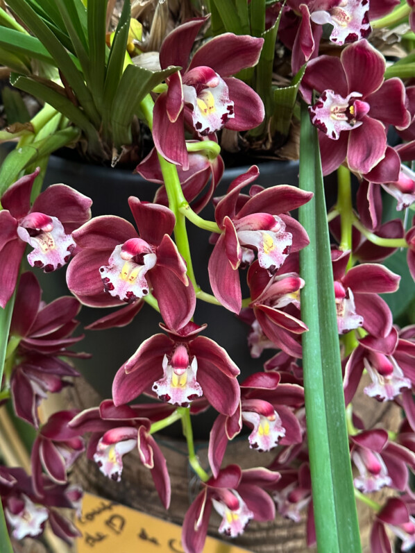 Lire la suite à propos de l’article Cymbidium Fido