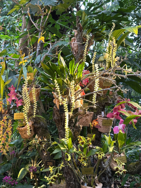 Exposition Mille et une orchidées, Jardin des Plantes, Paris 5e (75)