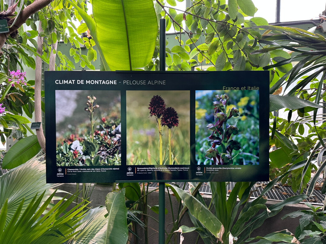 Exposition Mille et une orchidées, Jardin des Plantes, Paris 5e (75)