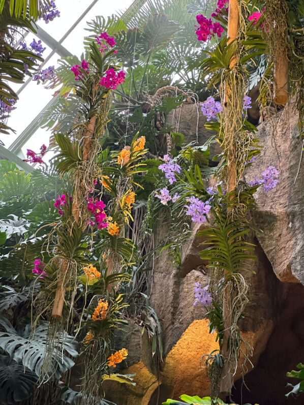 Exposition Mille et une orchidées, Jardin des Plantes, Paris 5e (75)