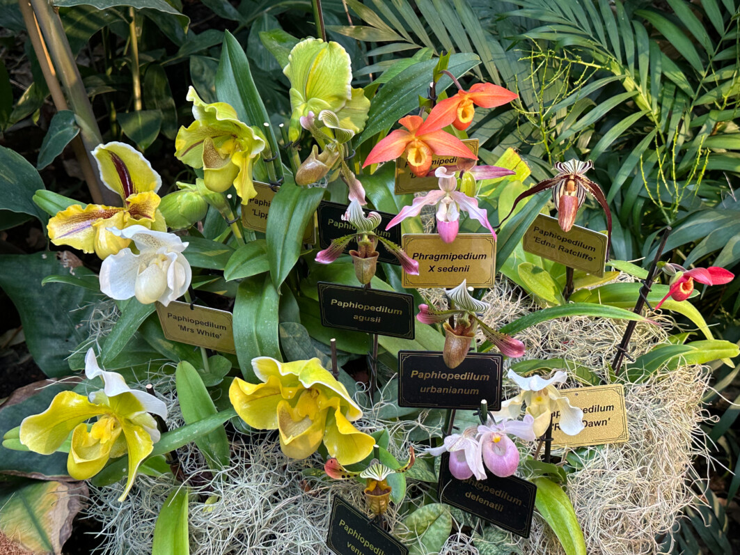 Exposition Mille et une orchidées, Jardin des Plantes, Paris 5e (75)