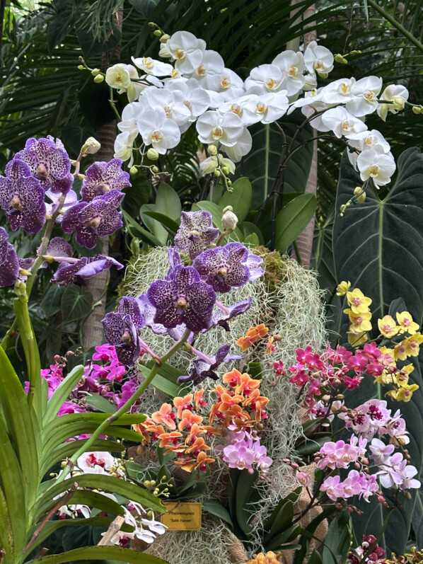 Exposition Mille et une orchidées, Jardin des Plantes, Paris 5e (75)