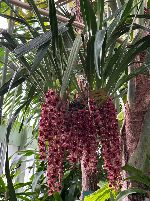 Exposition Mille et une orchidées, Jardin des Plantes, Paris 5e (75)