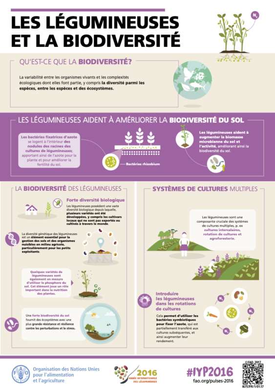 Les légumineuses et la biodiversité_FAO