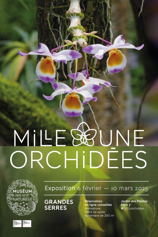 Lire la suite à propos de l’article Exposition florale “Mille & une orchidées” à Paris du 6 février au 10 mars 2025