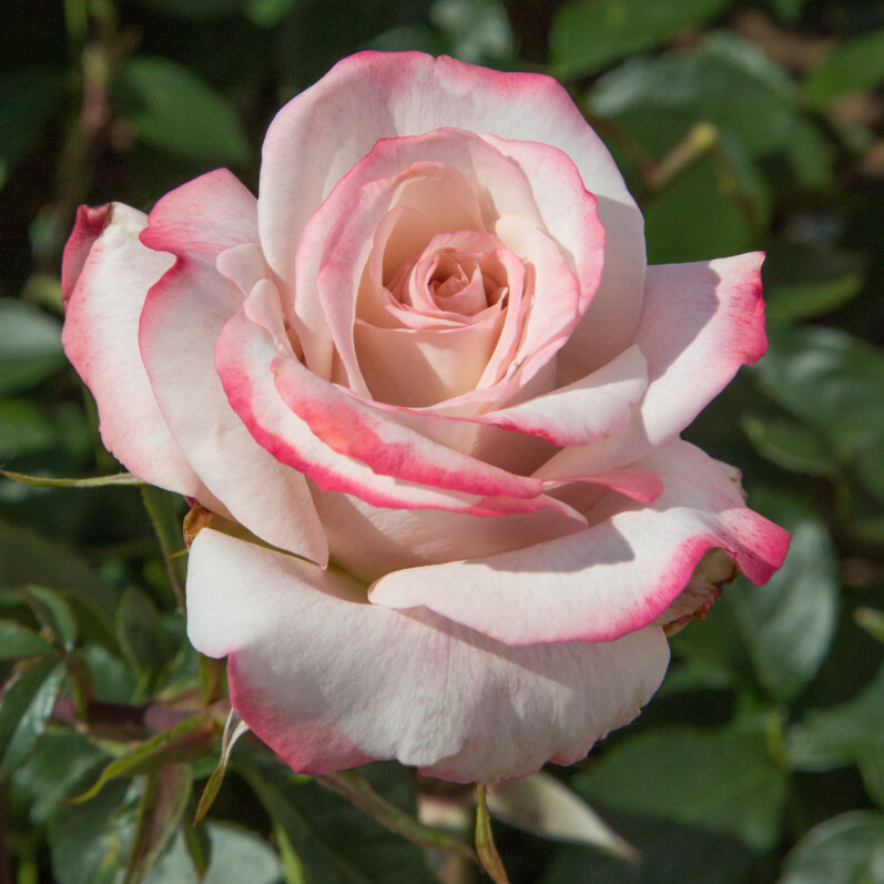 Des bouquets parfumés avec les rosiers de la Maison Meilland