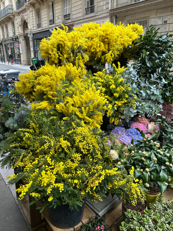 Bouquets de mimosa dans la rue de Grenelle, fleuriste, Paris 7e (75)