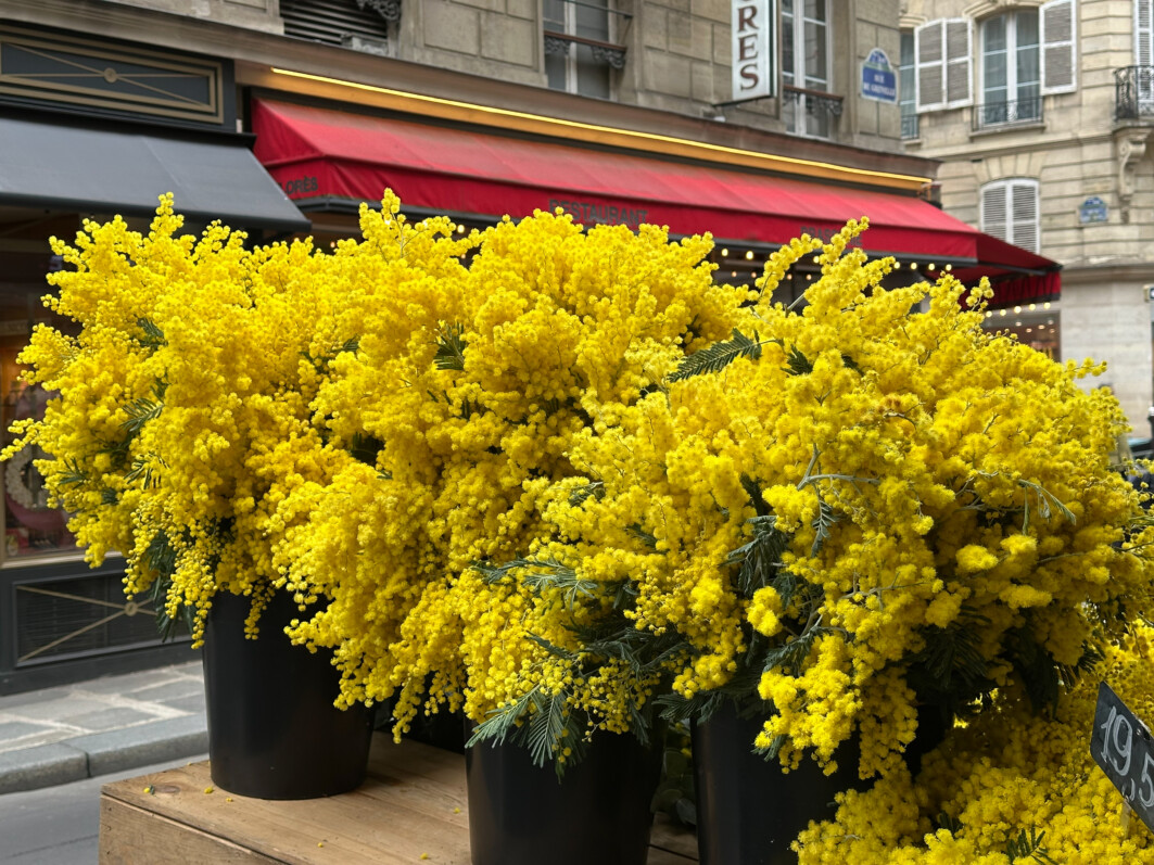 Bouquets de mimosa dans la rue de Grenelle, fleuriste, Paris 7e (75)