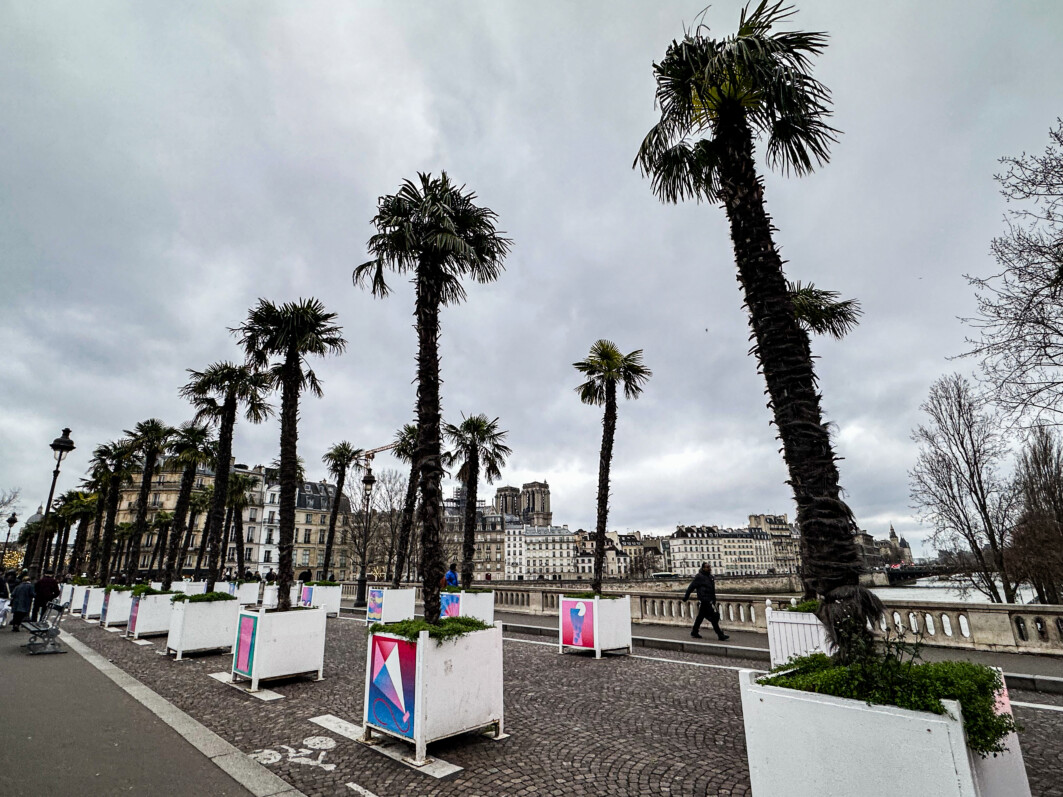 Lire la suite à propos de l’article Palmiers de Chine (Trachycarpus fortunei) sur le pont Louis-Philippe (Paris 4e)