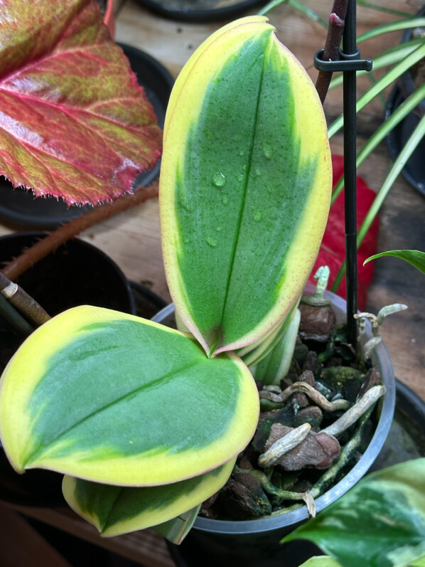 Lire la suite à propos de l’article Phalaenopsis ‘Hornglin Vicky Magic Leaf’ au feuillage panaché