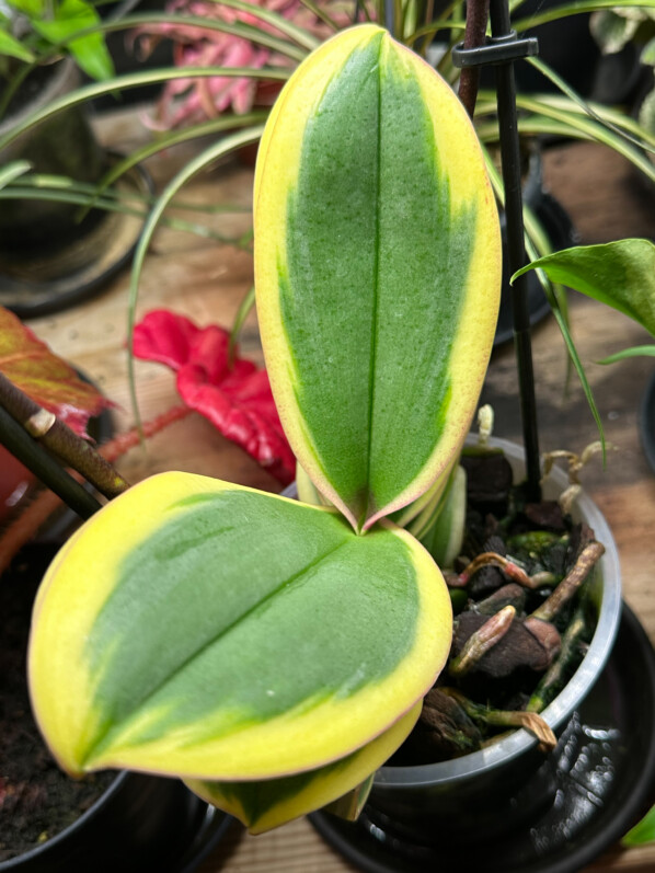 Phalaenopsis 'Hornglin Vicky Magic Leaf', orchidée, plante d'intérieur, Paris 19e (75)