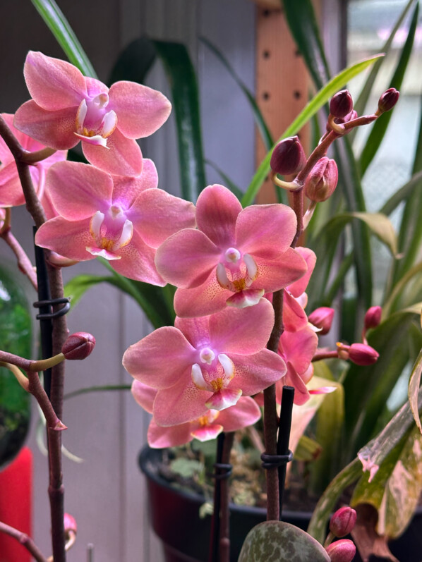 Phalaenopsis hybride parfumé, orchidée, plante d'intérieur, Paris 19e (75)