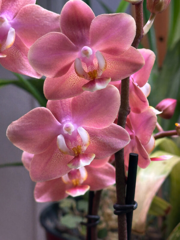 Lire la suite à propos de l’article Mon beau phalaenopsis aux fleurs parfumées