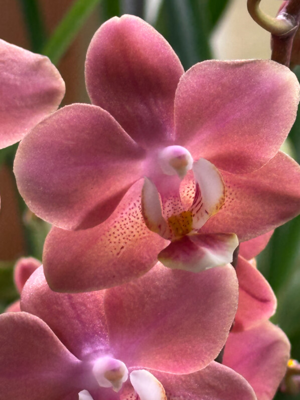 Phalaenopsis hybride parfumé, orchidée, plante d'intérieur, Paris 19e (75)