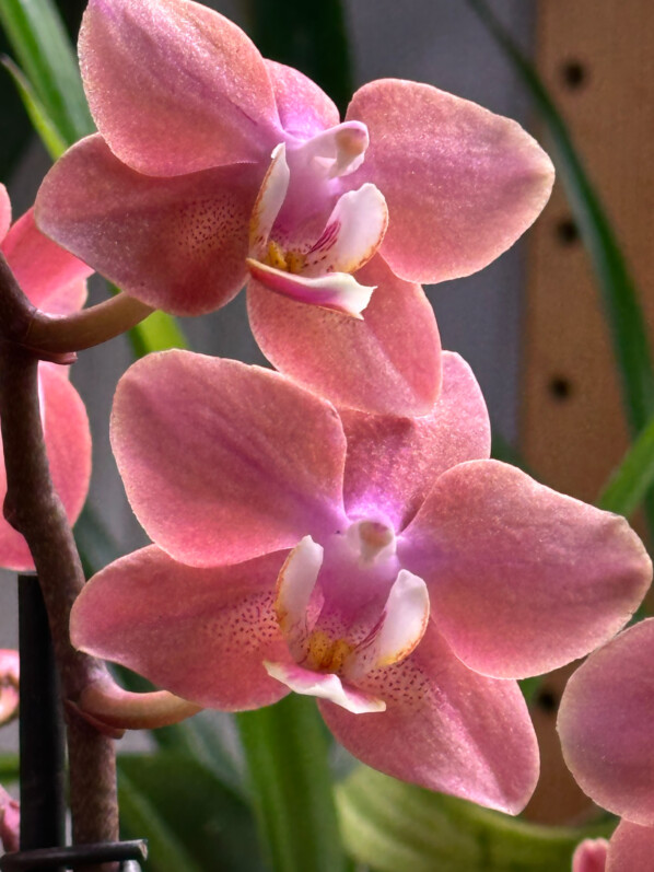 Phalaenopsis hybride parfumé, orchidée, plante d'intérieur, Paris 19e (75)