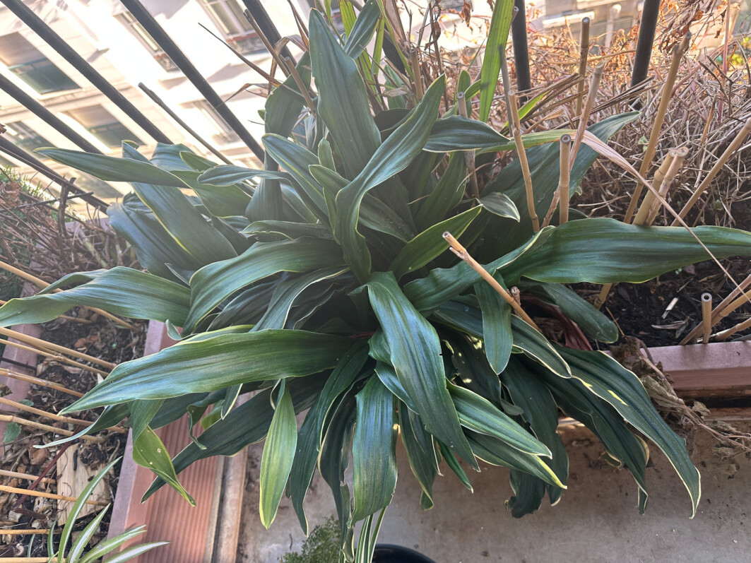 Rohdea magnifique sur mon balcon parisien