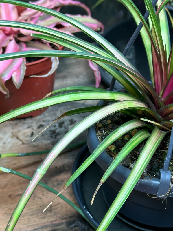 Tillandsia cyanea 'Variegata', Broméliacées, plante d'intérieur, Paris 19e (75)