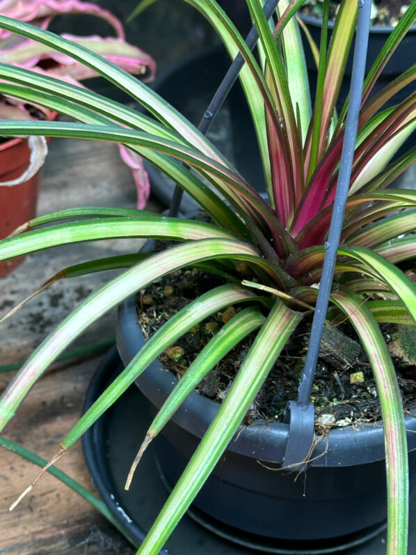 Tillandsia cyanea 'Variegata', Broméliacées, plante d'intérieur, Paris 19e (75)