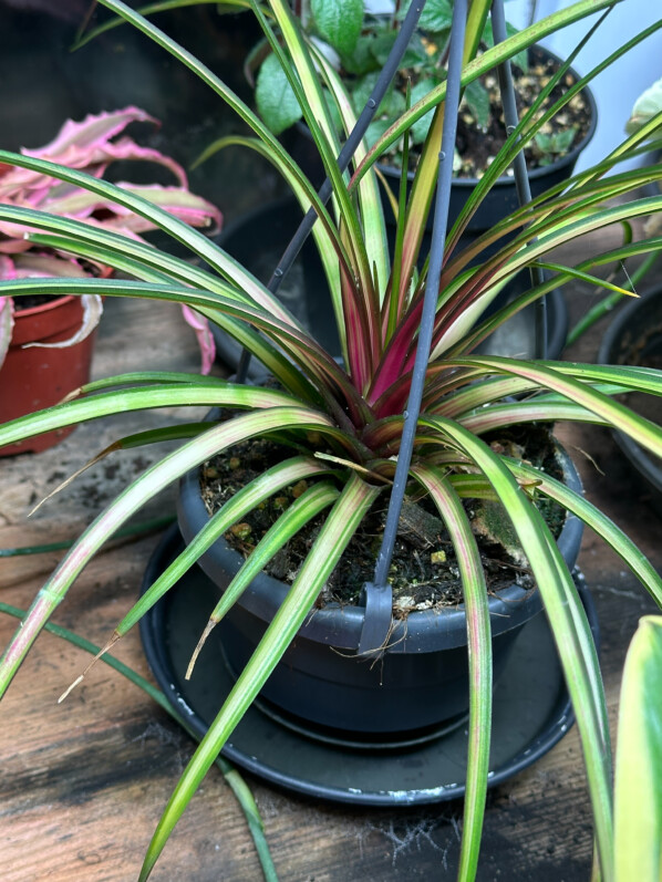 Tillandsia cyanea 'Variegata', Broméliacées, plante d'intérieur, Paris 19e (75)