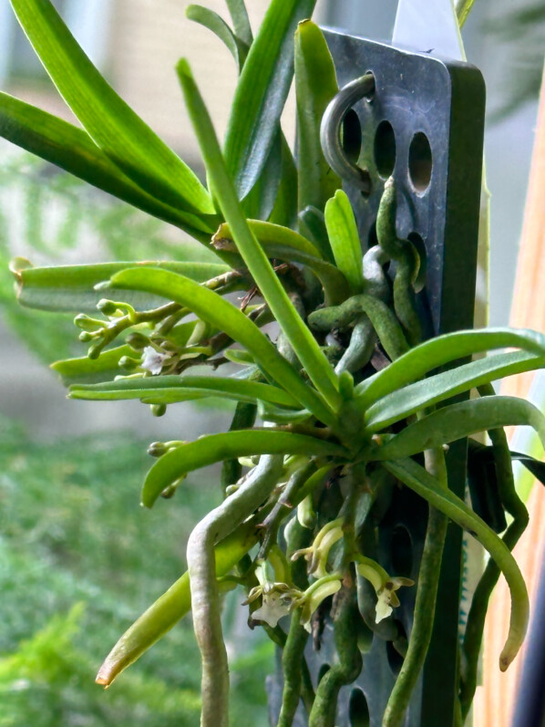 Trichoglottis triflora, orchidée, plante d'intérieur, Paris 19e (75)