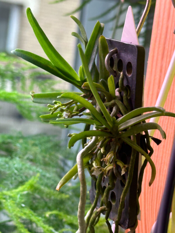 Trichoglottis triflora, orchidée, plante d'intérieur, Paris 19e (75)