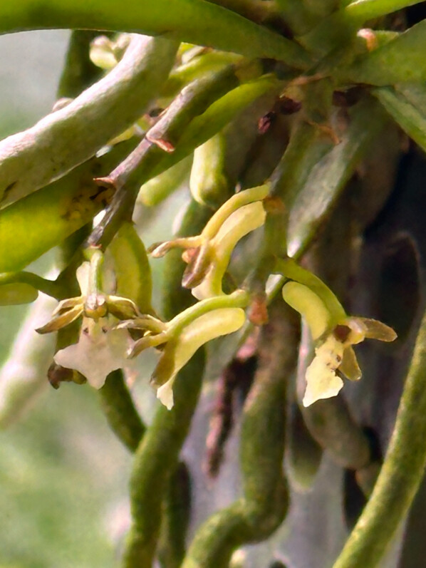 Lire la suite à propos de l’article Trichoglottis triflora, orchidée miniature aux fleurs parfumées