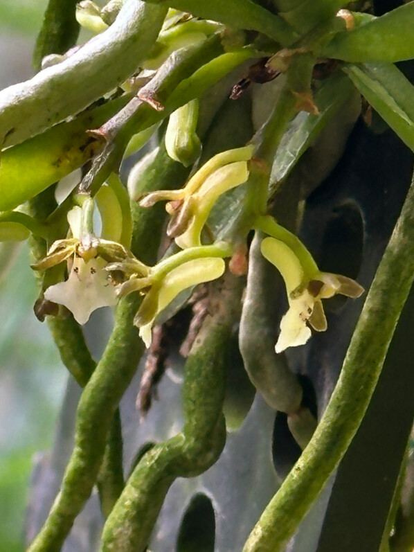 Trichoglottis triflora, orchidée, plante d'intérieur, Paris 19e (75)