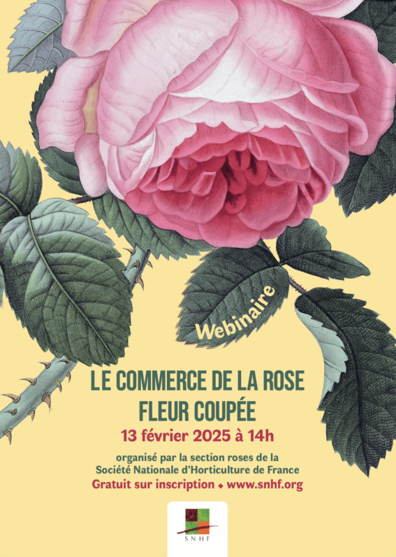 Webinaire, le commerce de la rose fleur coupée, section roses de la SNHF, février 2025