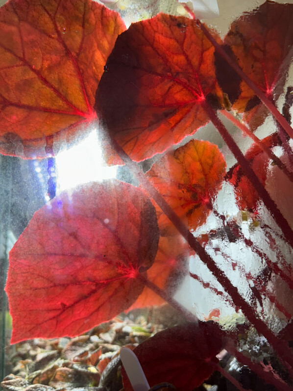 Lire la suite à propos de l’article Sous les feuilles du Begonia sp. U497 Blue Red