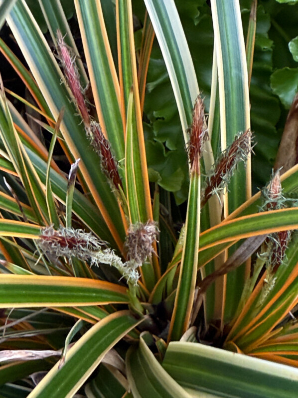 Carex en fleur en fin d'hiver sur mon balcon parisien, Paris 19e (75)