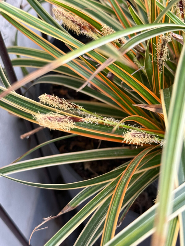 Carex en fleur en fin d'hiver sur mon balcon parisien, Paris 19e (75)