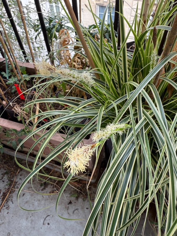 Carex en fleur en fin d'hiver sur mon balcon parisien, Paris 19e (75)