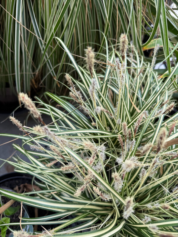 Carex en fleur en fin d'hiver sur mon balcon parisien, Paris 19e (75)