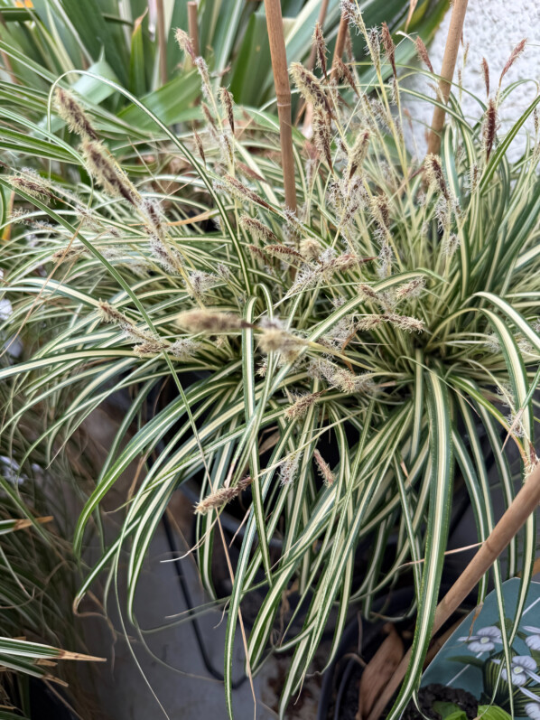 Carex en fleur en fin d'hiver sur mon balcon parisien, Paris 19e (75)