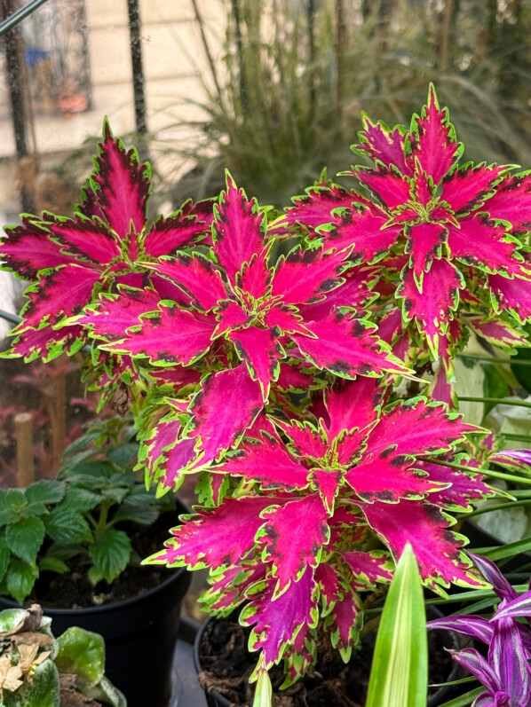 Coleus, Solenostemon, plante d'intérieur, Paris 19e (75)