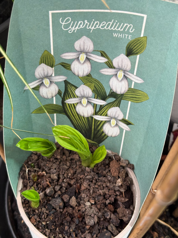 Potée de Cypripedium hybride en fin d'hiver sur mon balcon parisien, Paris 19e (75)