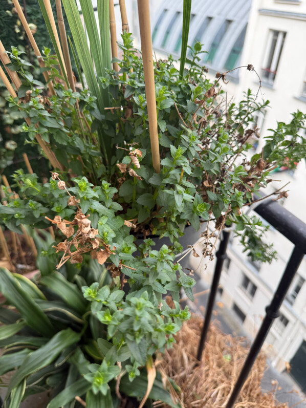 Diascia en fin d'hiver sur mon balcon parisien, Paris 19e (75)