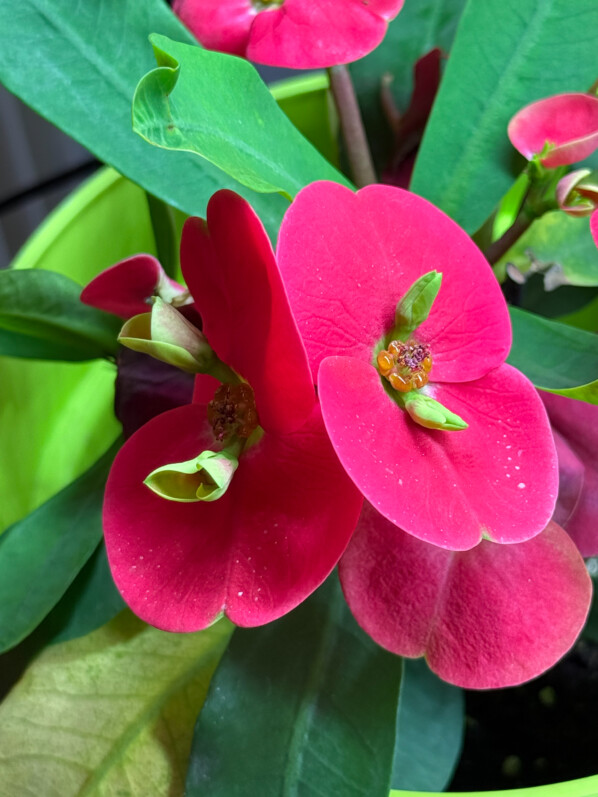 Géantes, les fleurs de mon Euphorbia milii Thaï hybride !