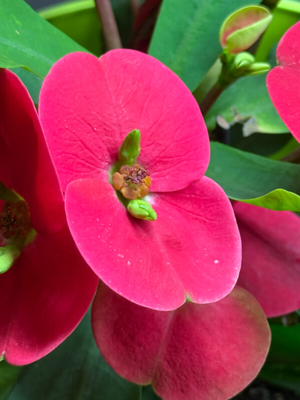 Euphorbia milii Thaï hybride, plante d'intérieur, Paris 19e (75)