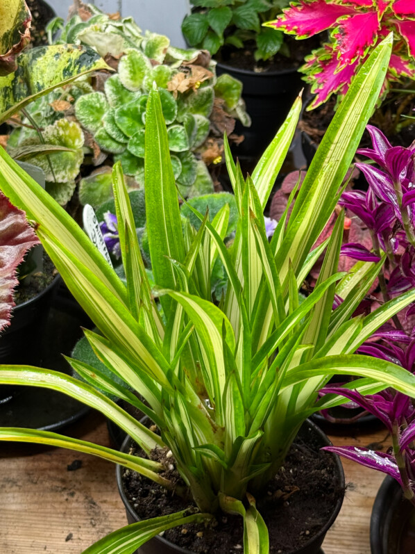 Guzmania, Broméliacées, plante d'intérieur, Paris 19e (75)