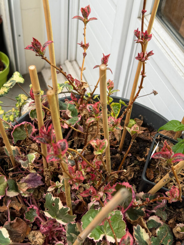 Hydrangea serrata Euphoria Pink en fin d'hiver sur mon balcon parisien, Paris 19e (75)